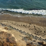 Pacific Coast
