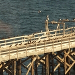 Pacific Coast