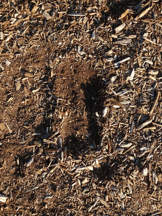 My Footprint