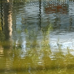 La Brea Tar Pits