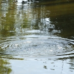La Brea Tar Pits
