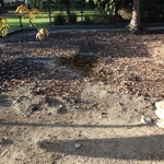 La Brea Tar Pits