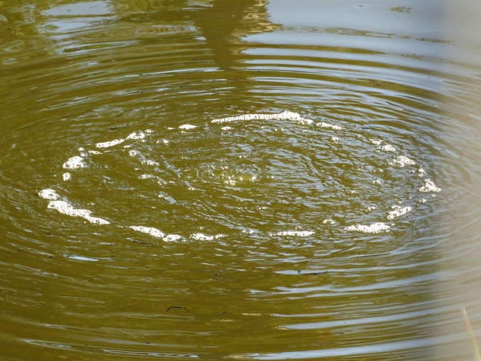 La Brea Tar Pits