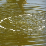 La Brea Tar Pits