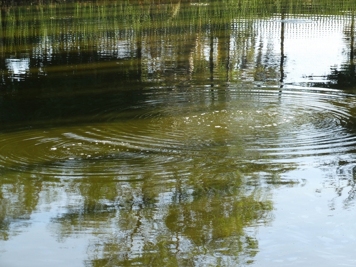 La Brea Tar Pits