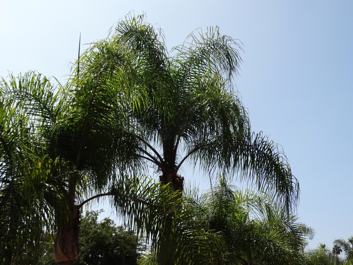 Los Angeles