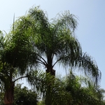 Los Angeles