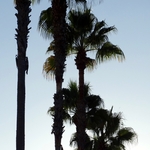Los