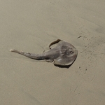 Santa Monica Beach