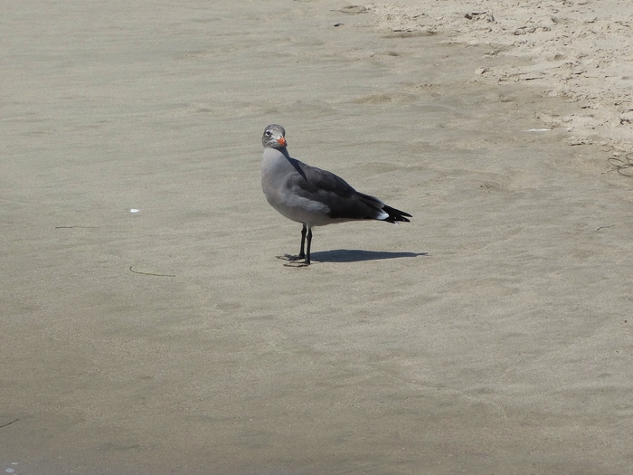Venice Beach