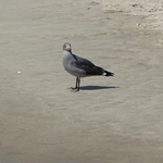 Venice Beach