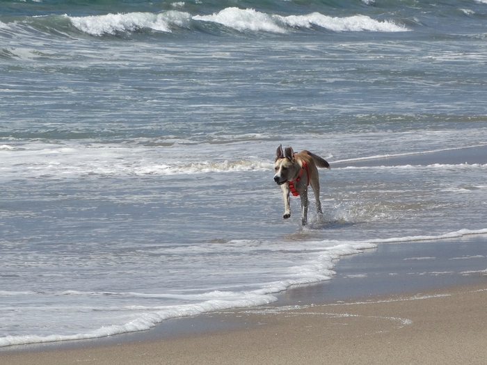 Venice Beach