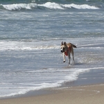 Venice Beach