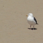 Venice Beach