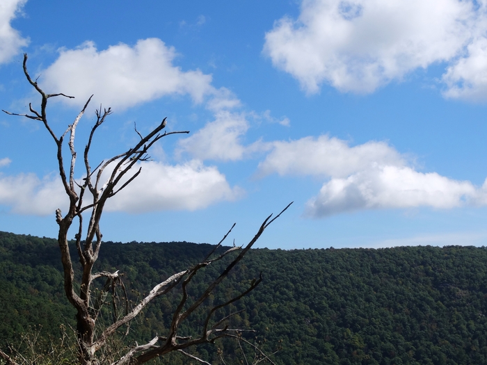 Skyline Drive
