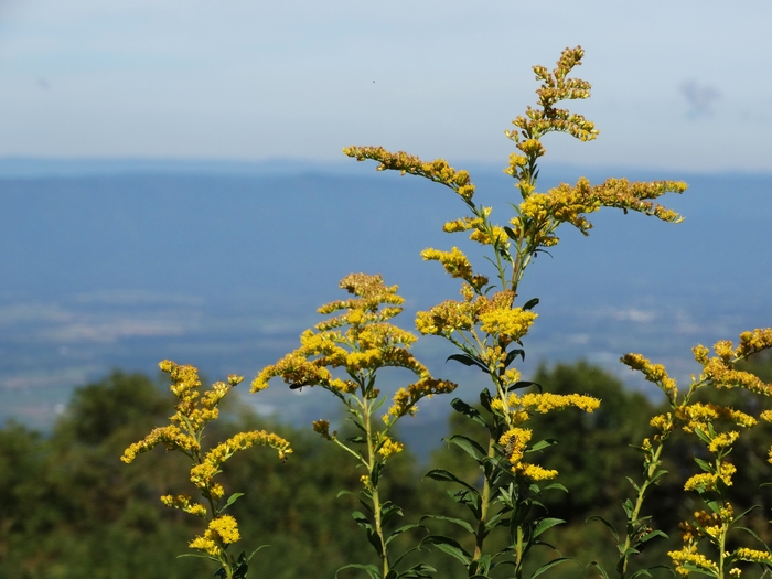 Skyline Drive