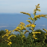 Skyline Drive