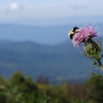 Skyline Drive