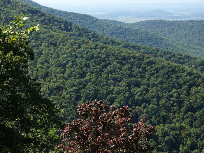 Skyline Drive
