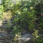 Skyline Drive