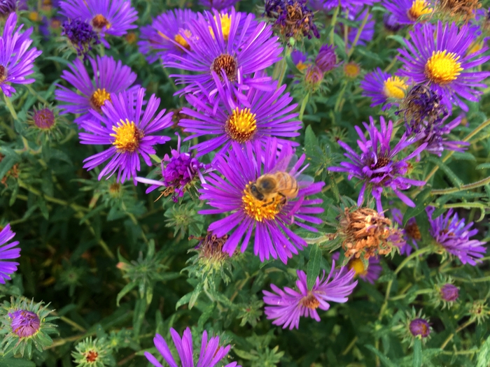 United State Botanical Garden