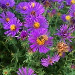 United State Botanical Garden