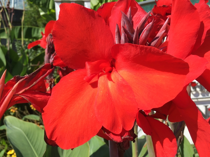United State Botanical Garden