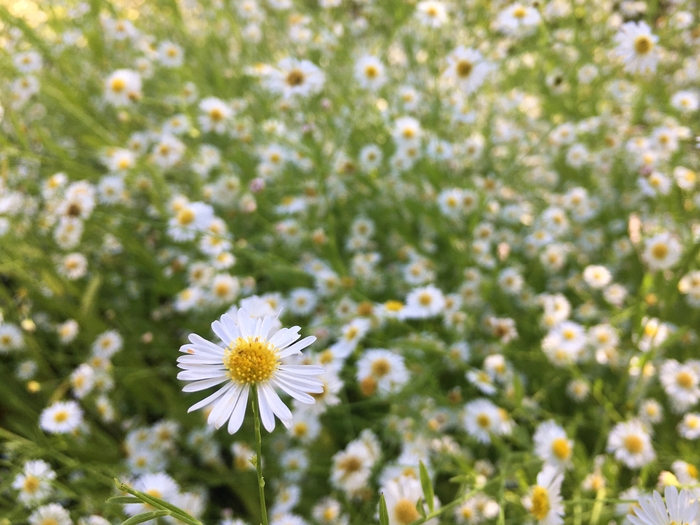 United State Botanical Garden