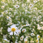 United State Botanical Garden