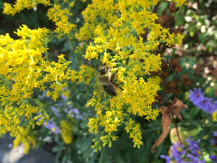 United State Botanical Garden