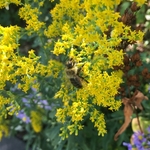 United State Botanical Garden