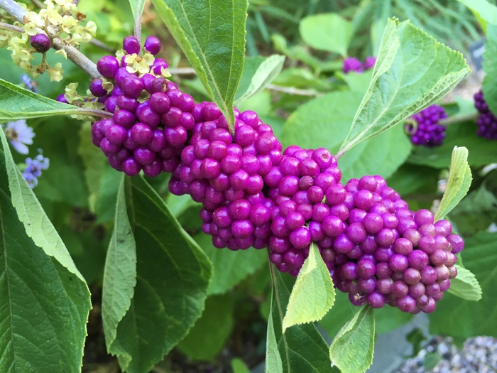 United State Botanical Garden