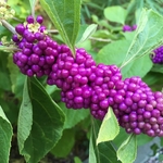 United State Botanical Garden