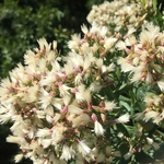 United State Botanical Garden
