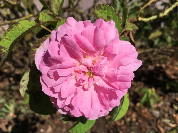 United State Botanical Garden
