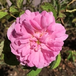 United State Botanical Garden