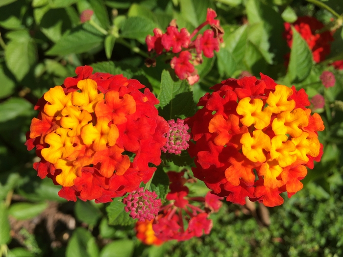 United State Botanical Garden