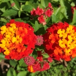 United State Botanical Garden