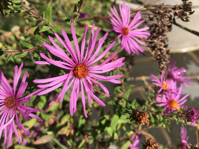 United State Botanical Garden
