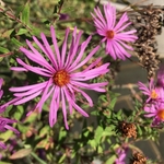 United State Botanical Garden