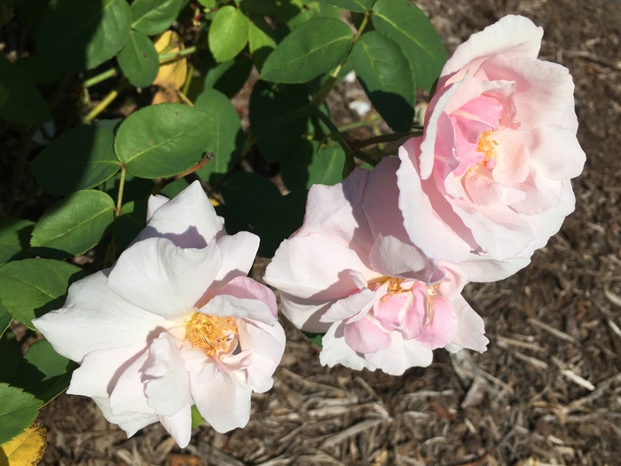 United State Botanical Garden