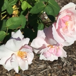 United State Botanical Garden