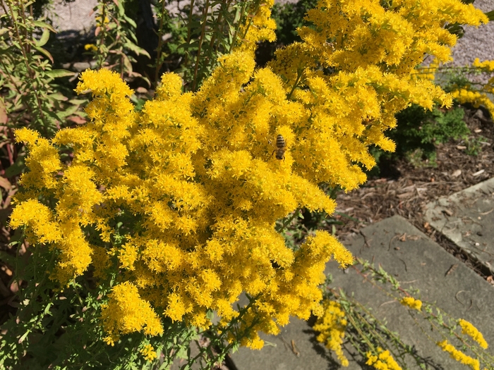 United State Botanical Garden