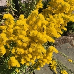 United State Botanical Garden