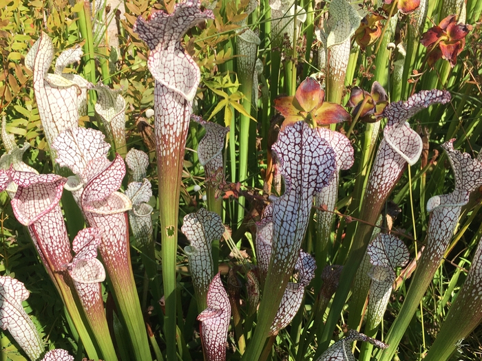United State Botanical Garden