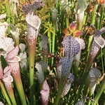 United State Botanical Garden