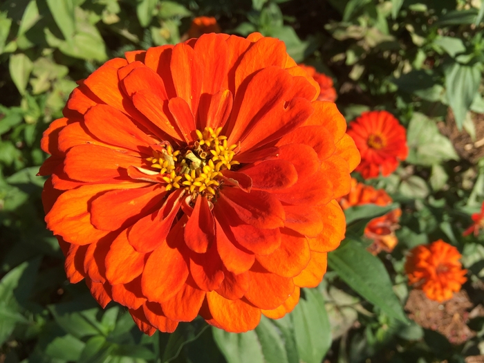 United State Botanical Garden