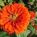 United State Botanical Garden