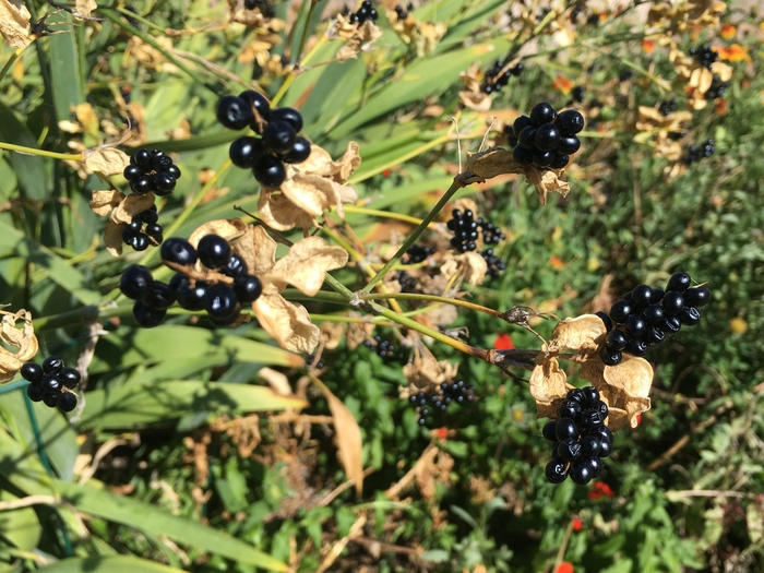 United State Botanical Garden