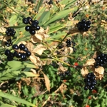 United State Botanical Garden